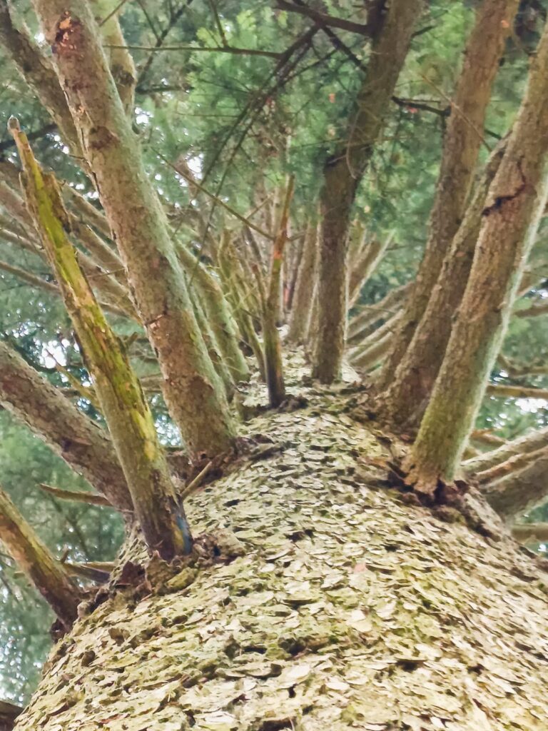 Nosacījumi rituāla veikšanai