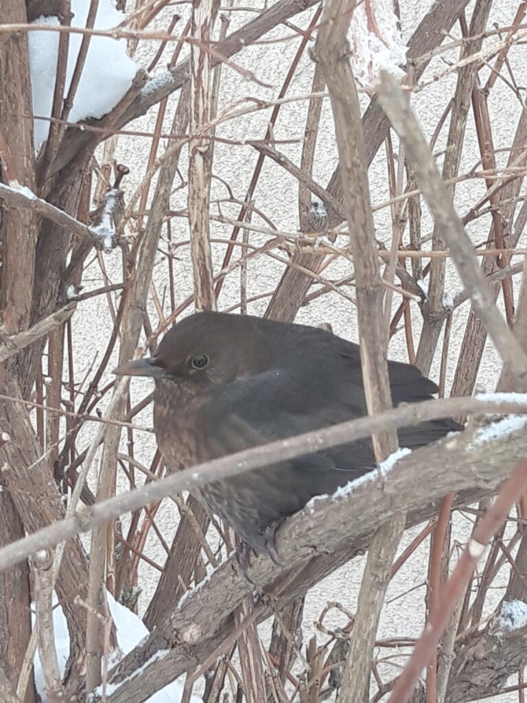 Pirmdienas rituals – barība mazām ziemas sirsniņām