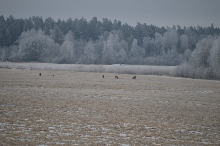 Rūpes par mazajām, siltajām sirsniņām sniegā