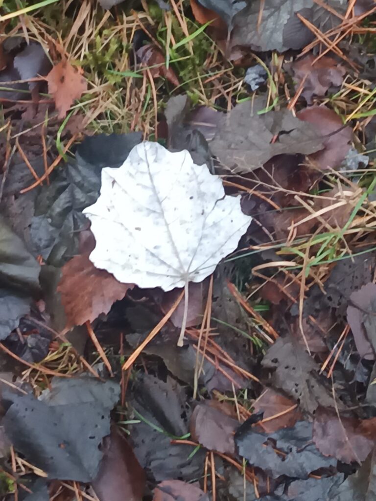 Meditācija uzmanības atgriešanai ķermenī