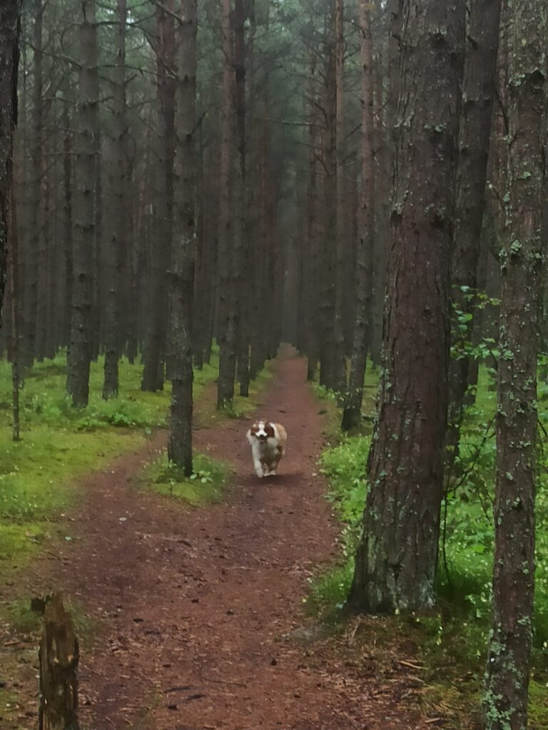 Džjotiš ētika: gaisma krustcelēs, nevis spriedums