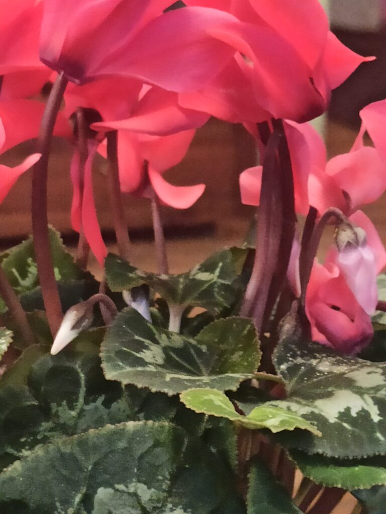 No dzirksteles līdz pavardam