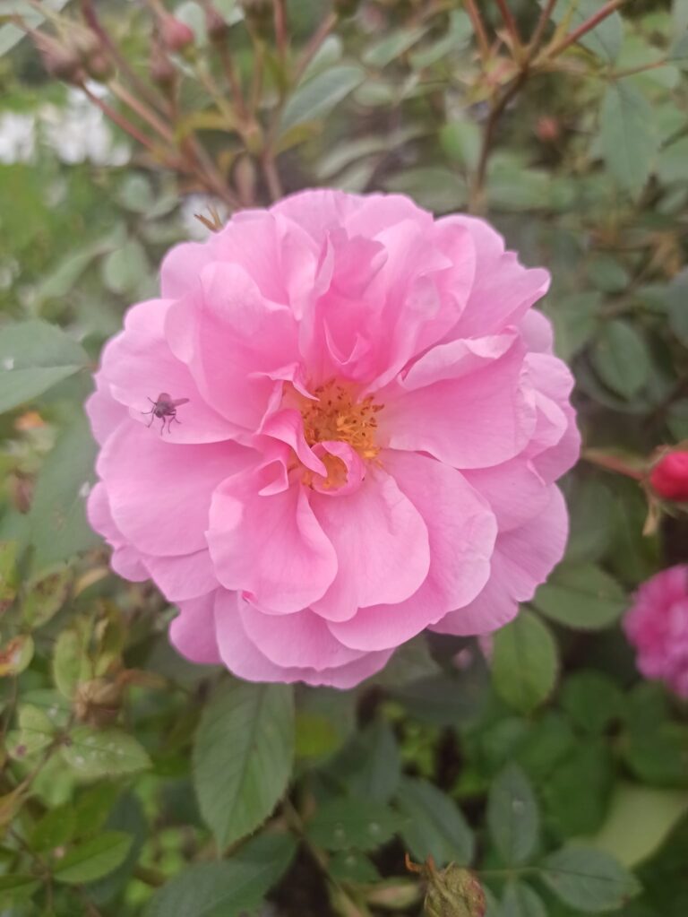 Piektdiena Šukras(Venēras) diena – kad Gaiss satiek Zemi