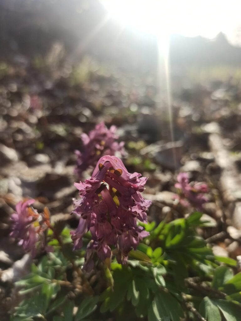 Venēras “Ziedošā Miera” Rituāls