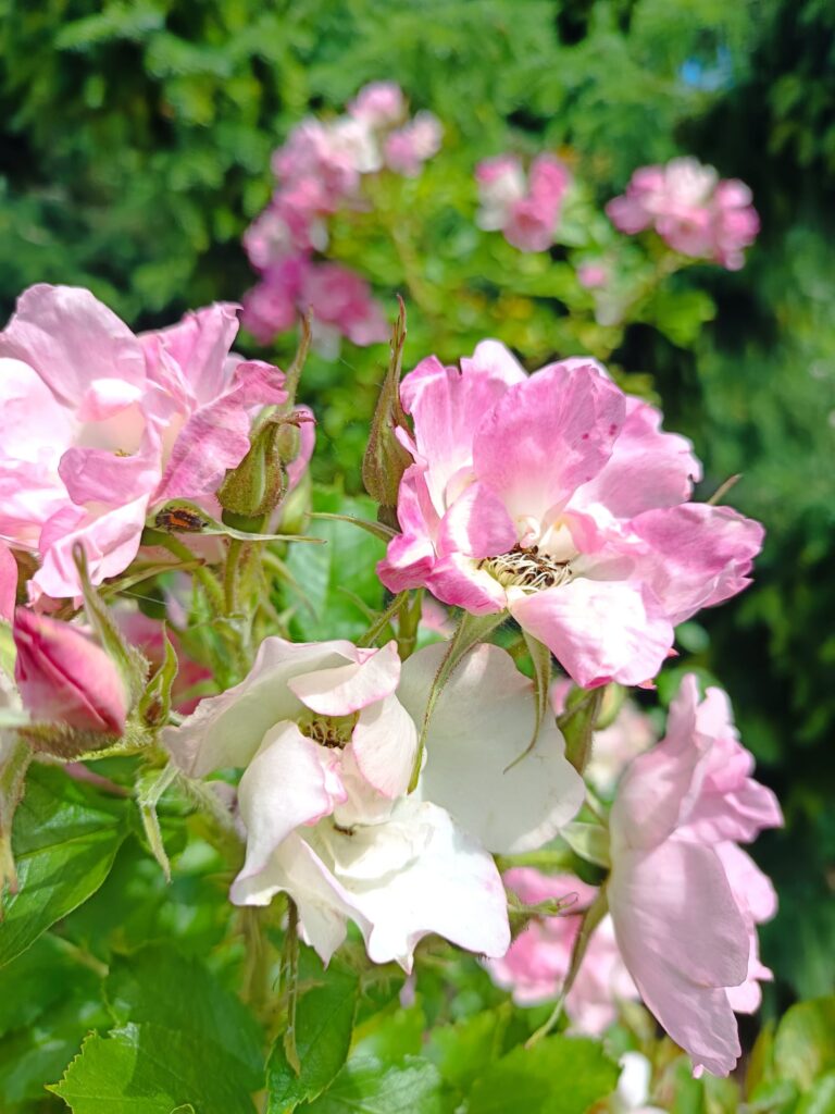 Piektdiena: Kad uguns piešķiļ kaisli vai baudījumu