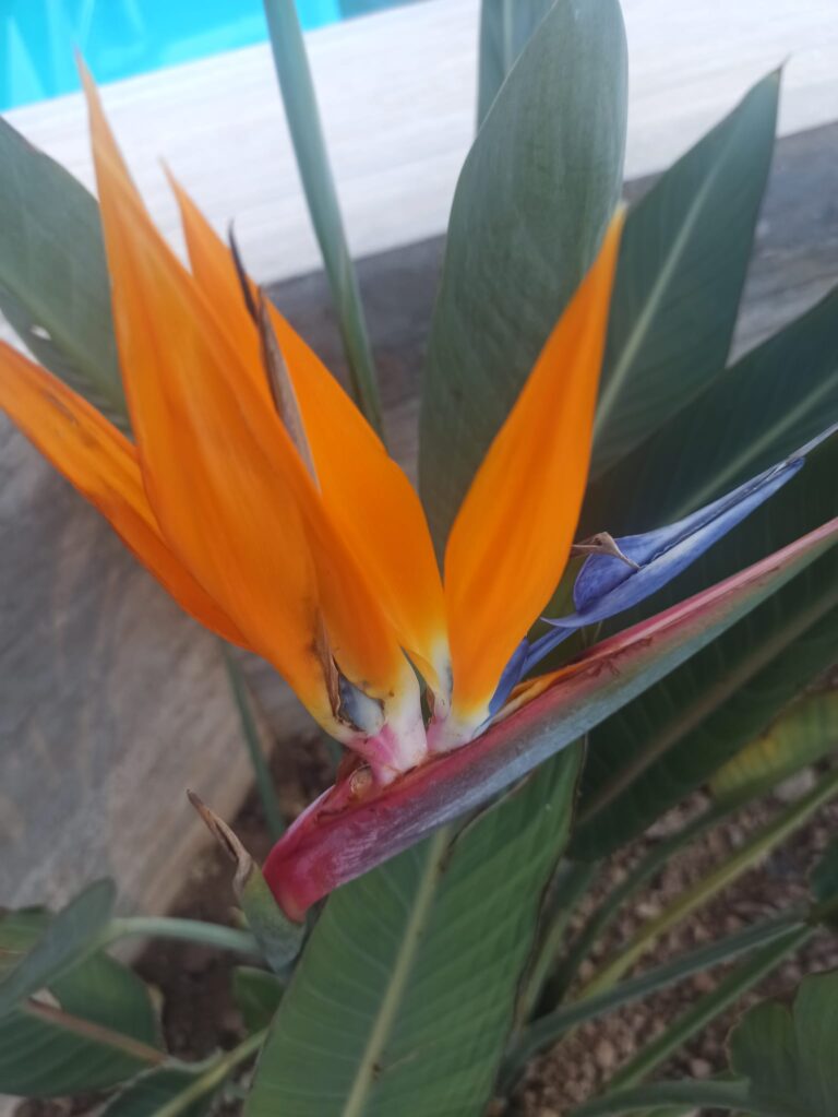 Ugunīgā un neparastā Venēra – rituāls un nodoms