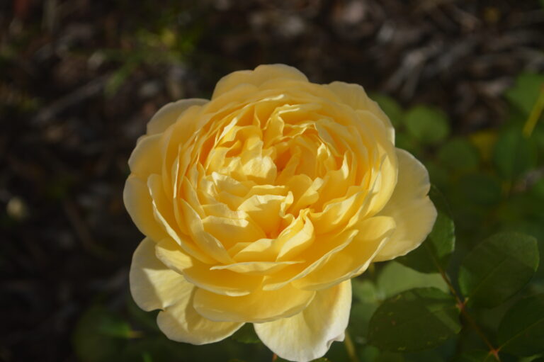 Piekdiena Venēras un Mēness ziedu valsis