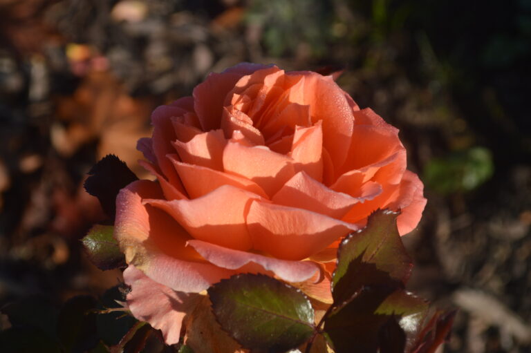 Šodien nevis”darītāja”,bet “saņēmēja”(27.marts)