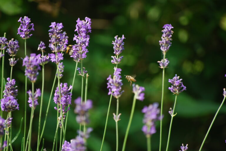 Režīms kā miera osta Tavai dvēselei