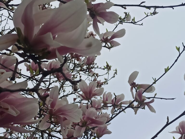 Otrdiena – astroloģiskā laika prognoze – starp uzticību un meistarību