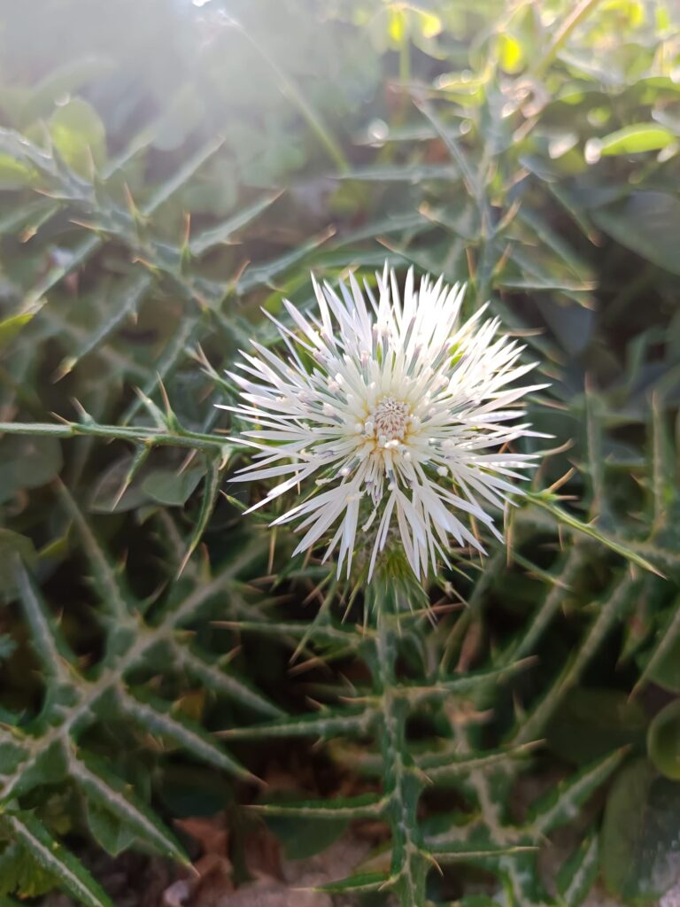 Otrdiena – Marsa diena, kurā būs  pilnmēness kulminācija