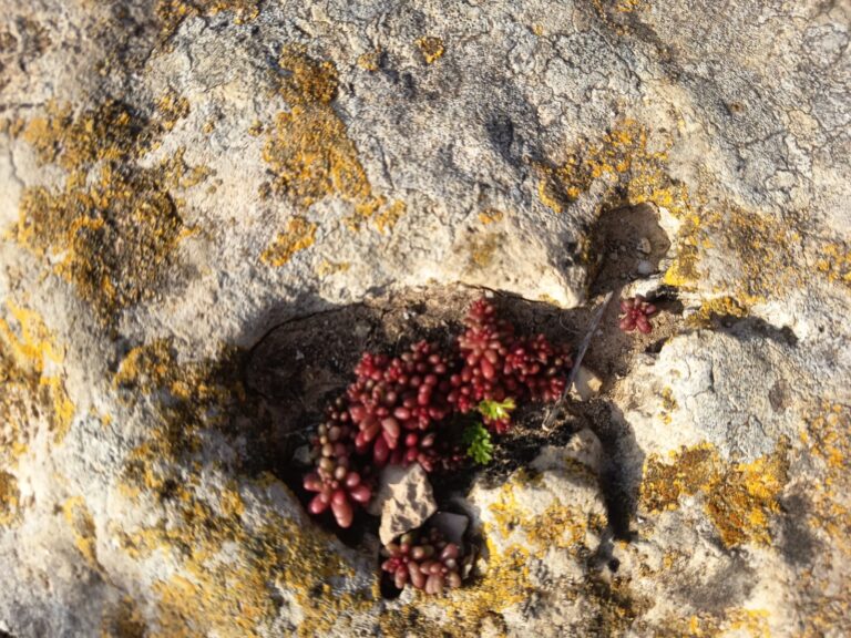 Par sēklām ko sējam savā sirdī, saruna par tik bieži lietoto vārdu karmu