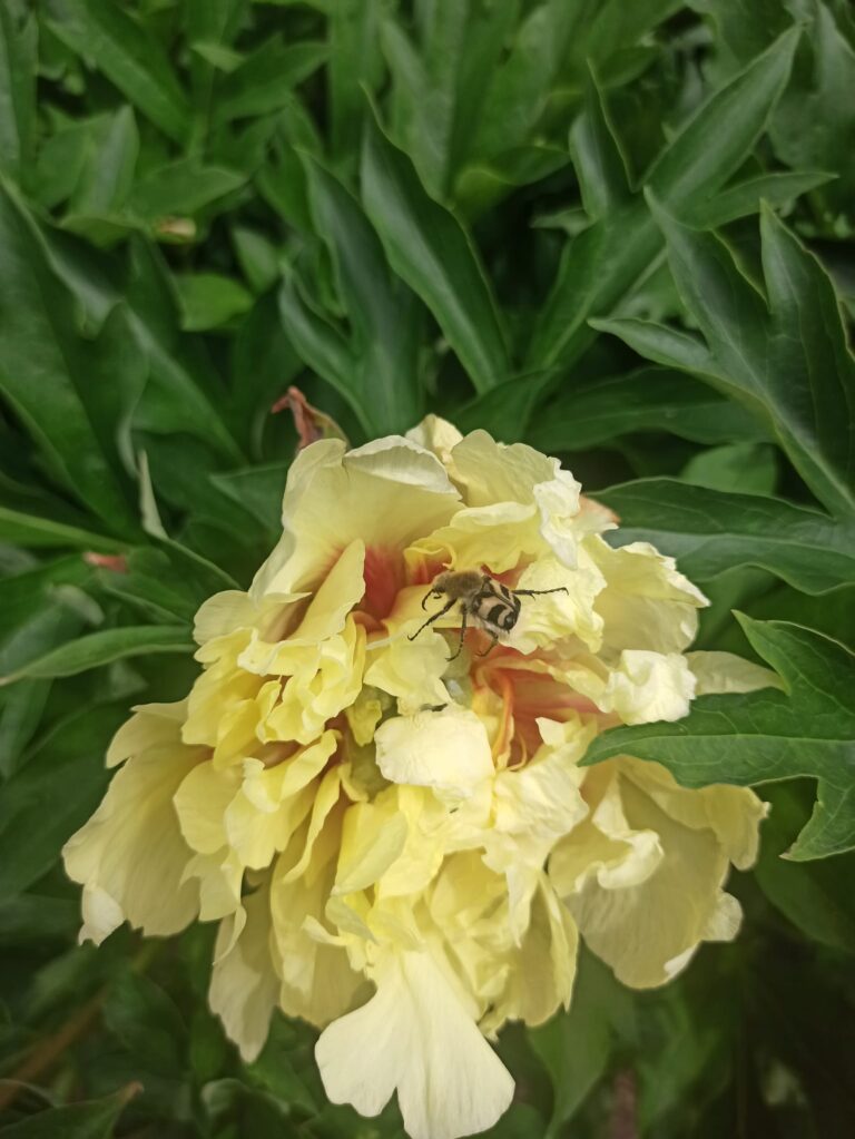 Rituāls Venēras dienai 6.martam – pavairosim Saules siltumu, venēras krāšņumu caur ūdens spēku