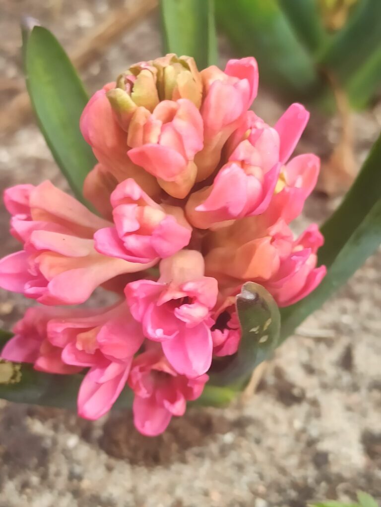 Merkūra diena – sakņu meklēšana salaužot aiz sevis tiltus