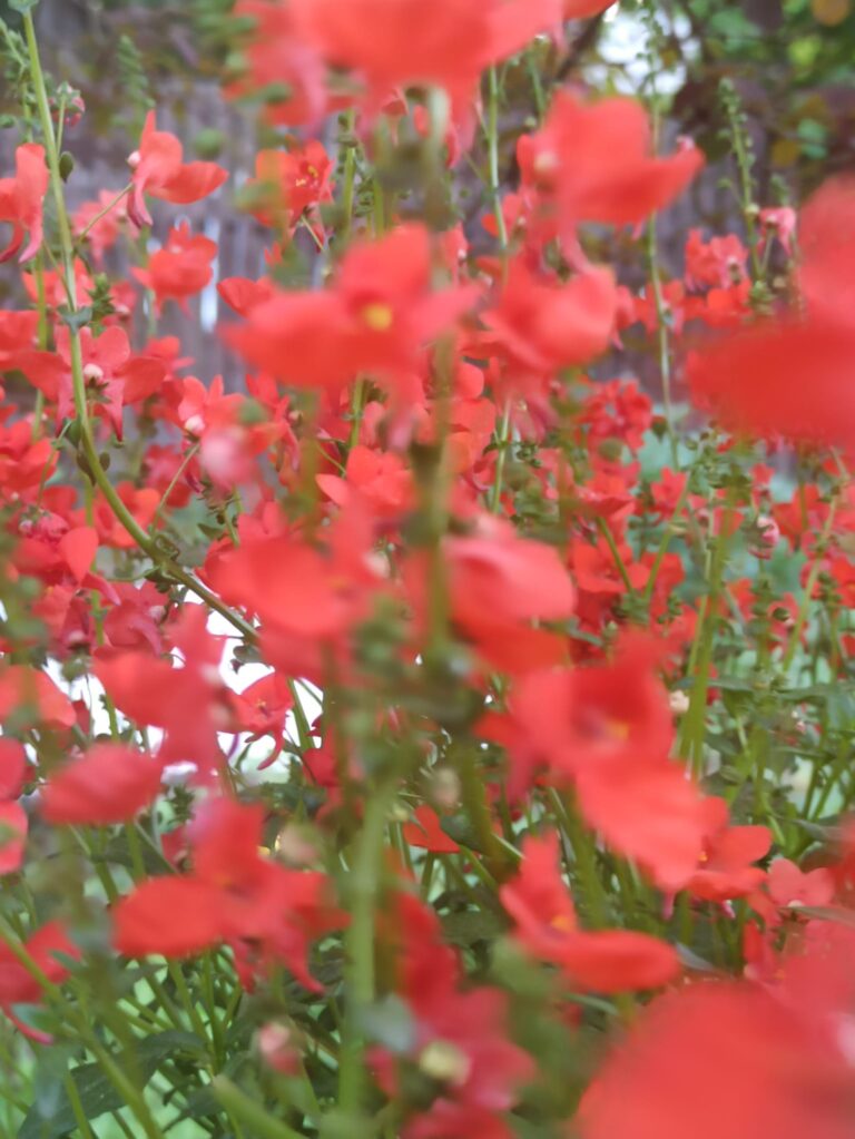 Piektdiena (Venēras diena) – Mierinājums un Auglīgais Miers