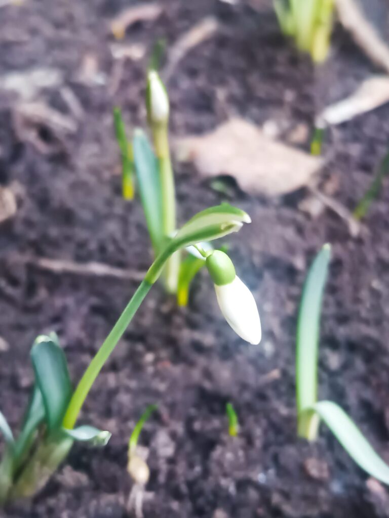 Sestdiena – Saturna diena un Mēness Svaros (Diplomātijas un Iekšējā Līdzsvara Enkurs)