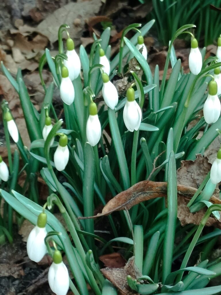 Ceturtdiena – Jupitera (Guru) dienas astroloģiskā prognoze (sakņu spēks un Debesu svētība)