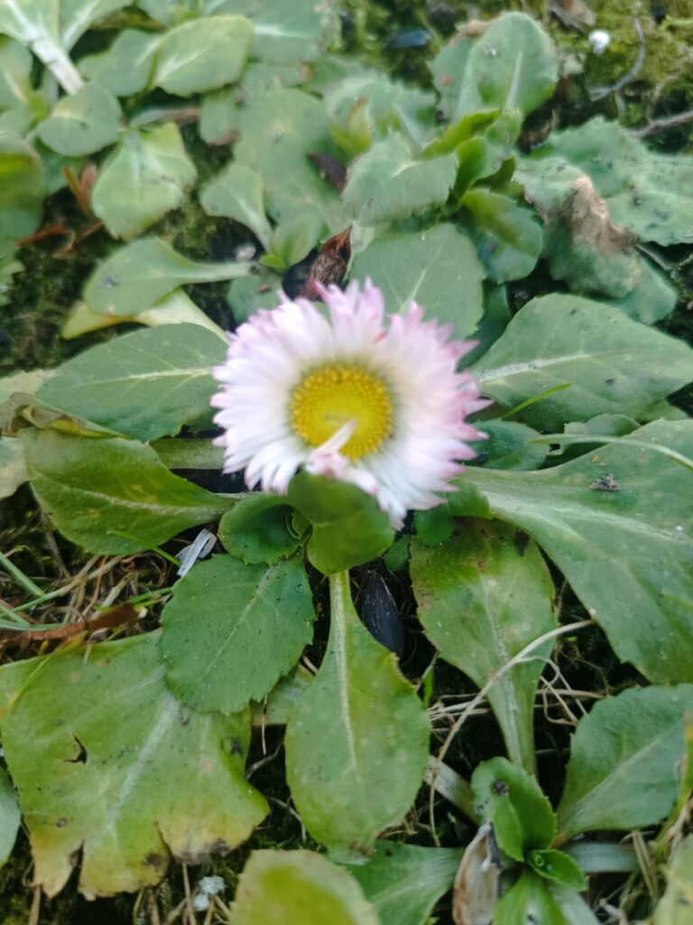 Sestdiena – Saturna diena (gavēnis – ekadaši ķermeņa attīrīšanai)