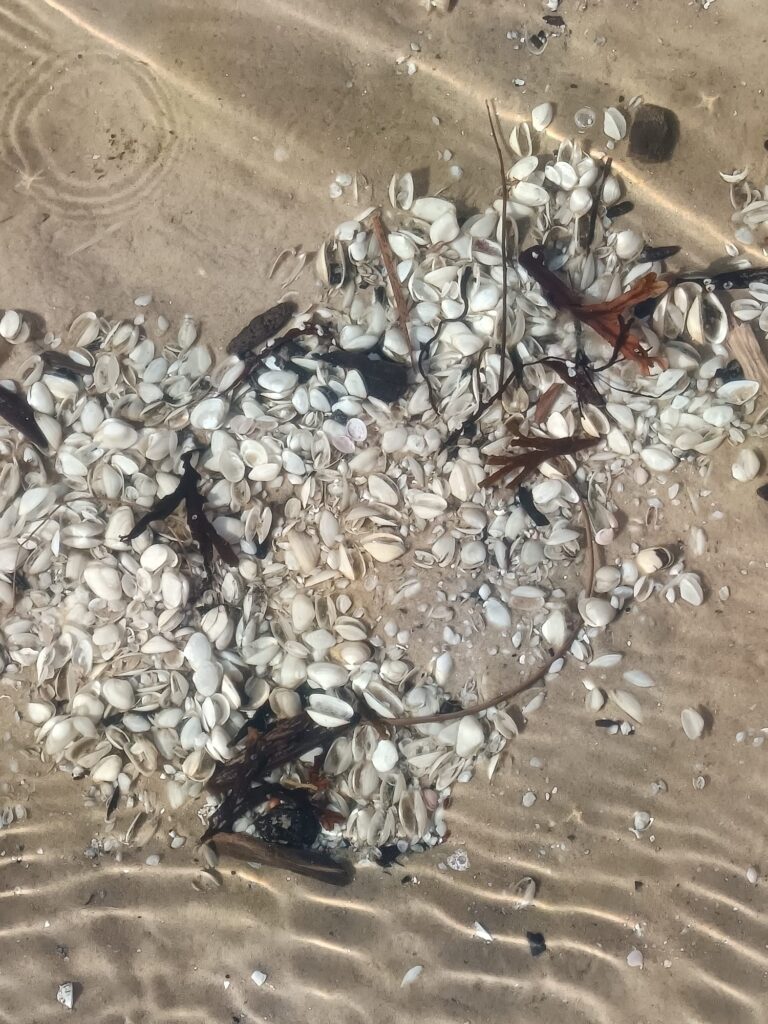 Saules un Mēness cikli, ko ievēro vēdiskā astroloģija un ar to arī viss sākas