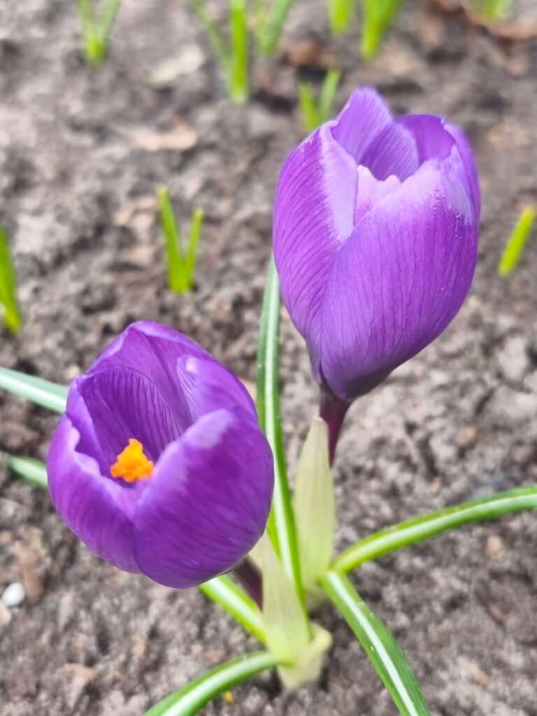 Ceturtdiena (Guru diena) – darbs ar EGO