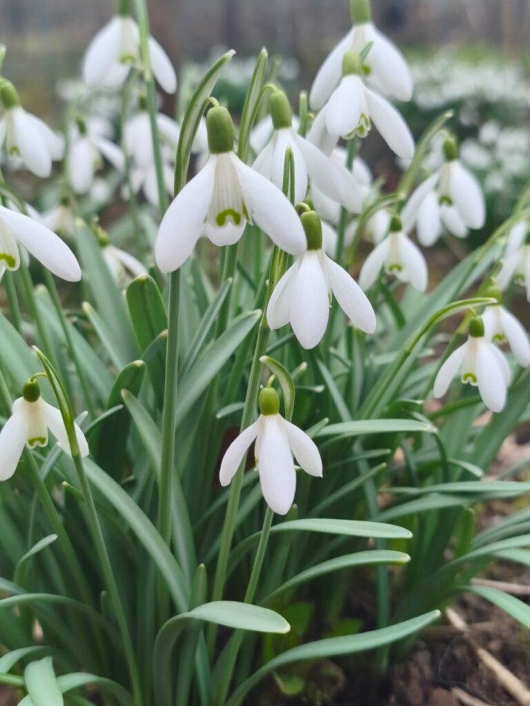 Mēness dārzs, kurā brīdī sēt, kurā stādīt, kad apgriezt, kad pieaudzēt