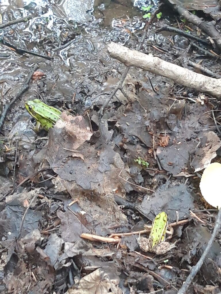 Pirmdienas astroloģiskais zvaigžņu fons- starp atpūtu un realitāti