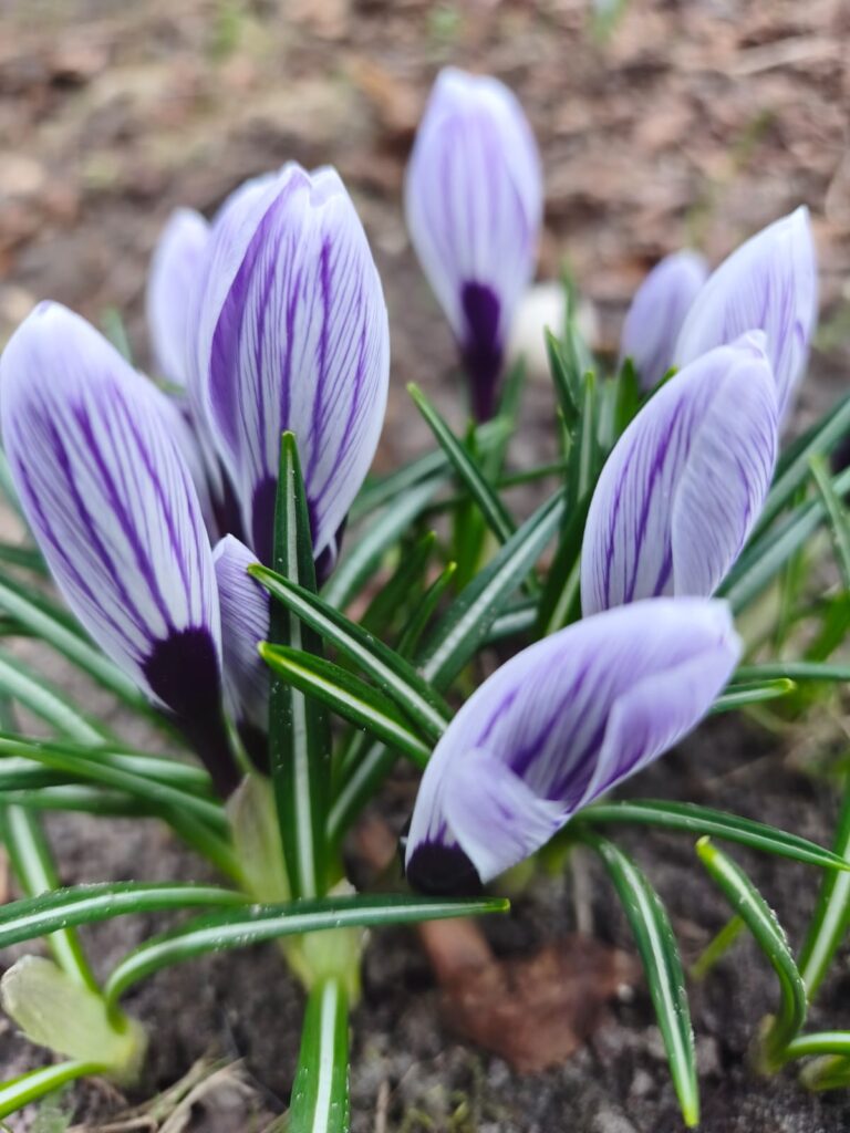 Otrdiena, diena pirms pilnmēness