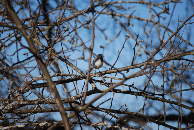 Otrdiena Marsa (Mangala) dienas astroloģiskā noskaņojuma prognoze (starp zelta brieža dzīšanu un Saules (Surja) un Saturna (Šani) stingrajiem rāmjiem