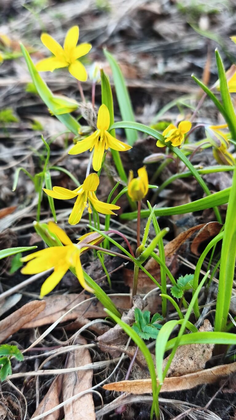 Piektdiena: “Brīvības un Svētlaimes Diena”