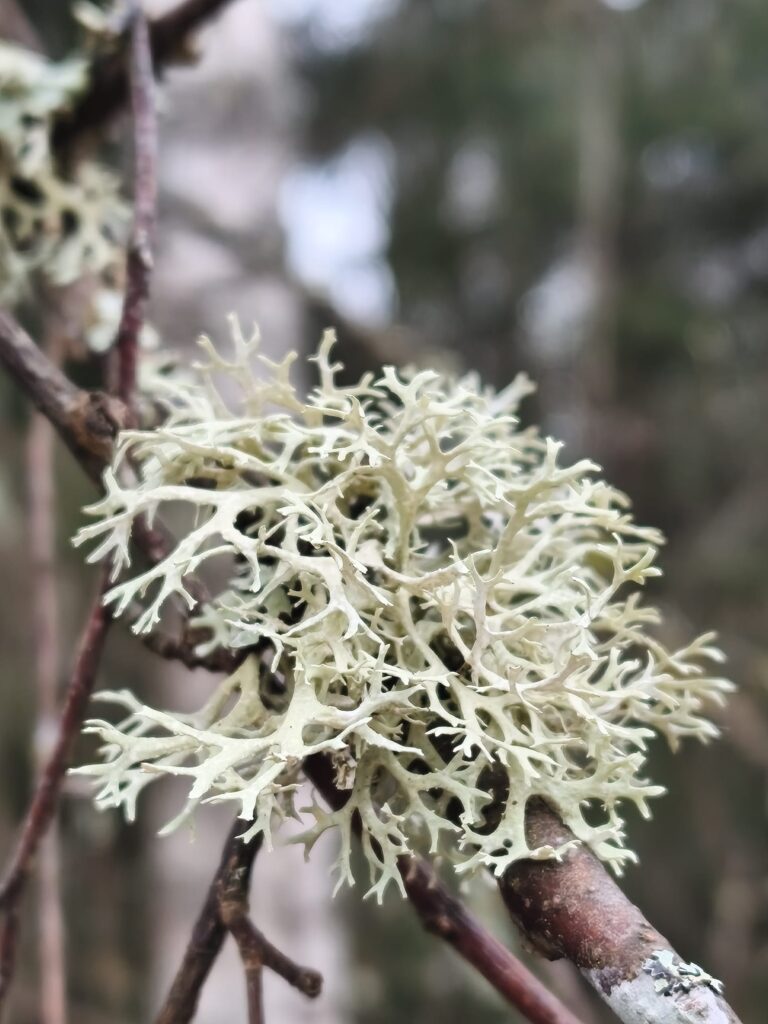 Svētdiena, Saules un Augšāmcelšanās svētdiena