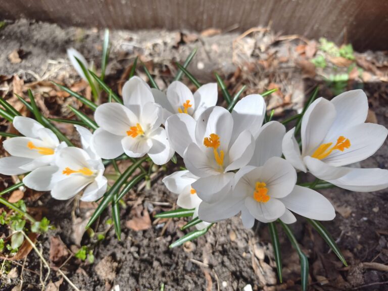 Pirmdiena – Mēness diena, kad mēness ciemojas skorpiona zīmē, diena visai sarežģīta