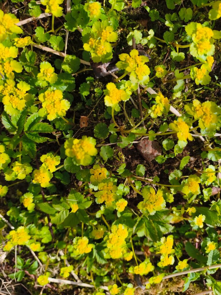 Svētdiena – saules siltais smaids mūsu okeāna dzelmē