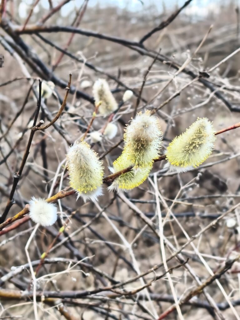Pirmdiena – gavēņa diena, laiks kad vislabāk attīrīt organismu