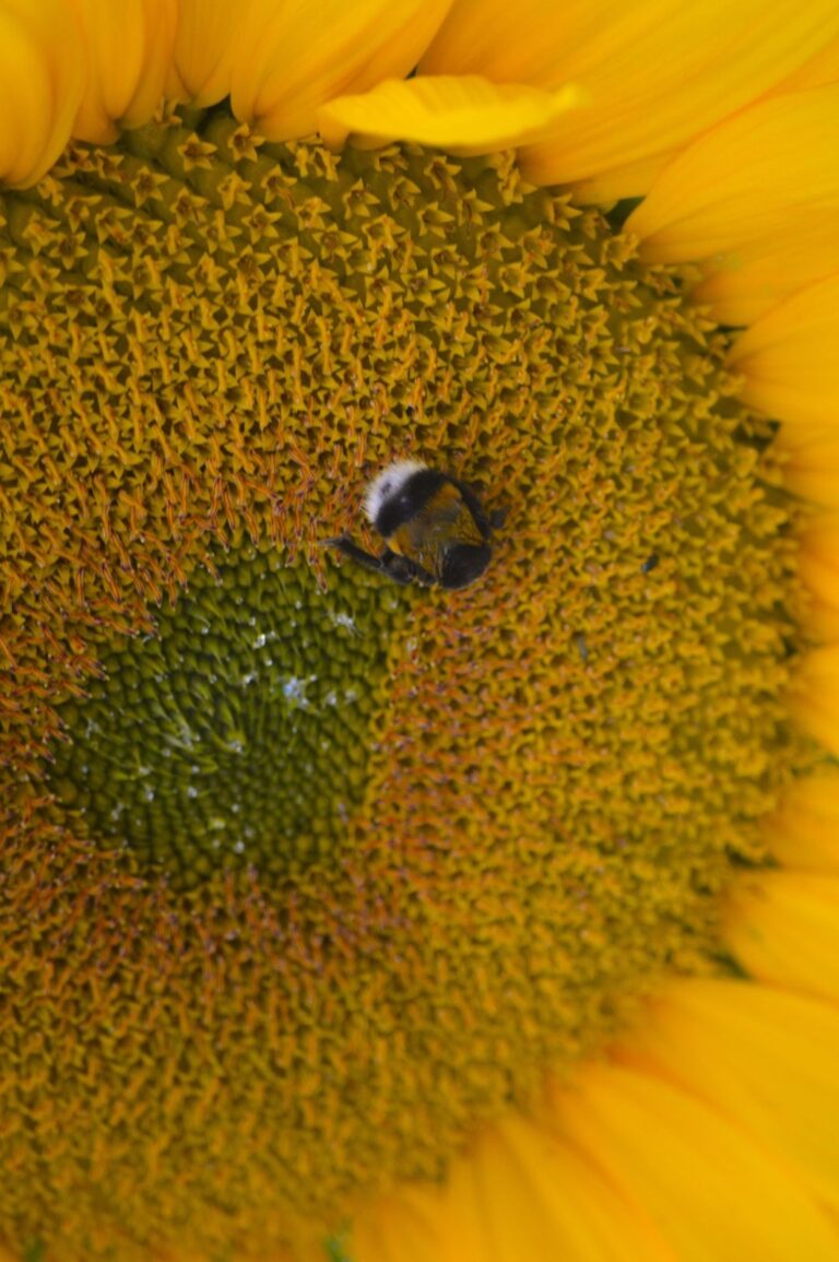 Trešdiena: Okeāna dzīļu gudrība un Saules dzimšana