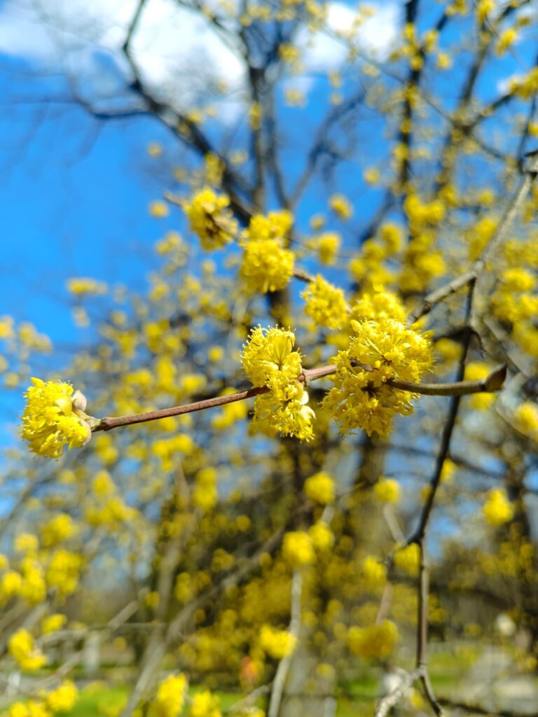 Kāpēc brīdī kad zeme sāk ziedēt un gaiss pielīst ar svaigo zaļumu un gaisu – Parādās Trauksme