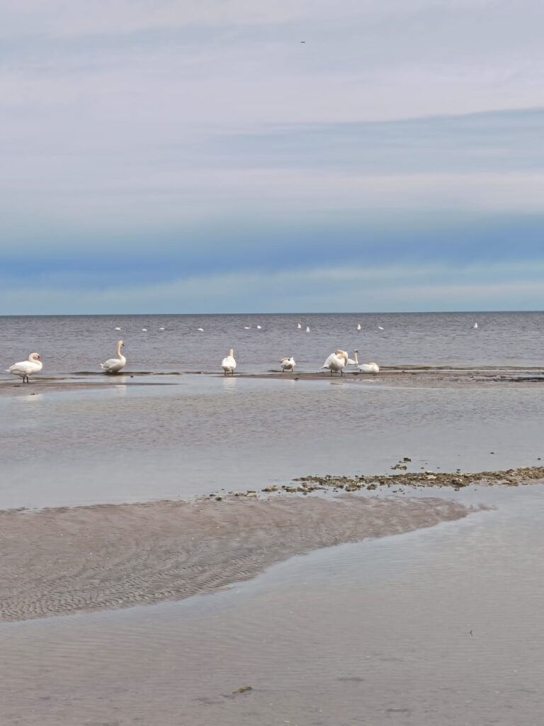 Ceturtdiena – Pēdējais solis pirms Pilnmēness