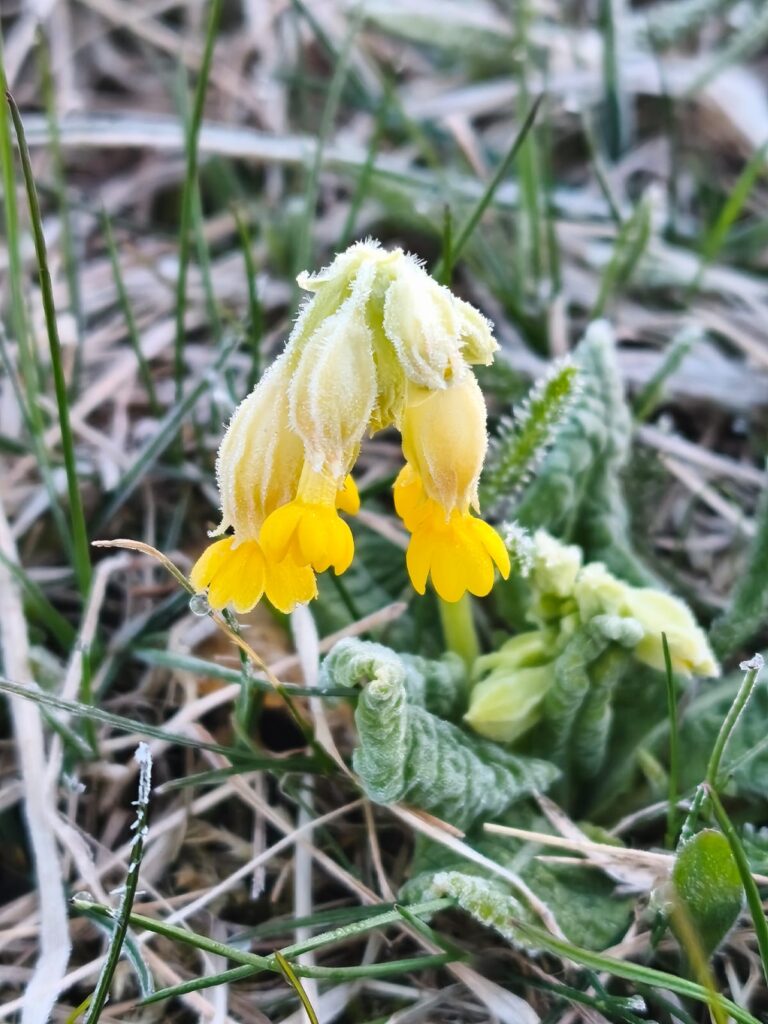 Otrdiena – Meža stirnas meklējumi