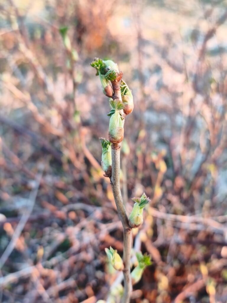 Sestdiena-astroloģiski Saturna diena, kas sakrīt ar kluso sestdienu