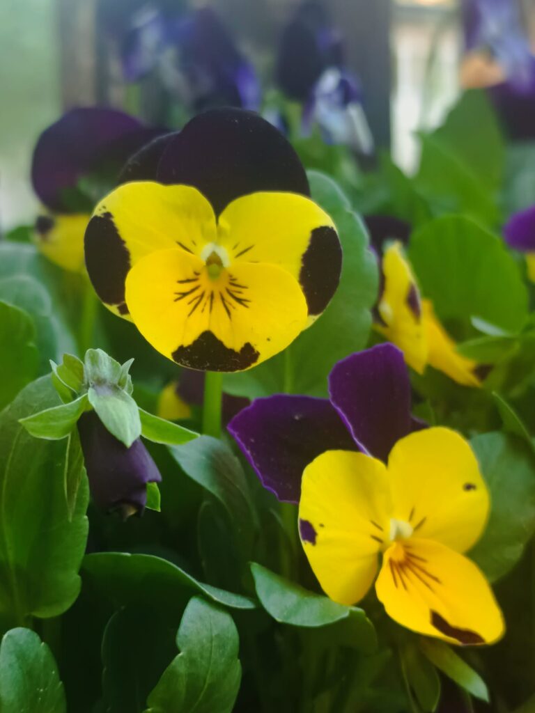 Kaimiņu būšana – Spogulis aiz žoga. Par salīdzināšanos, karmu un mieru.