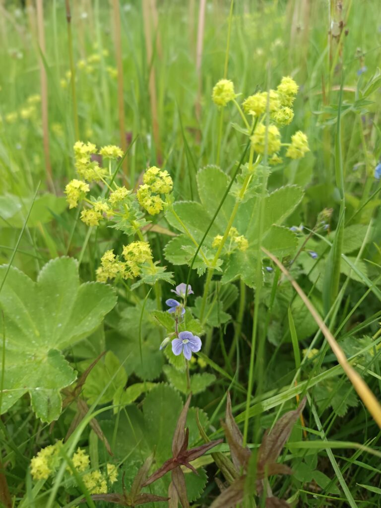 Iekšējā spēka diena – Svētdiena