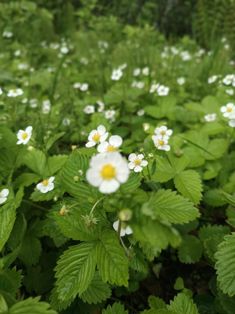 Pirmdiena – gudru izvēļu diena