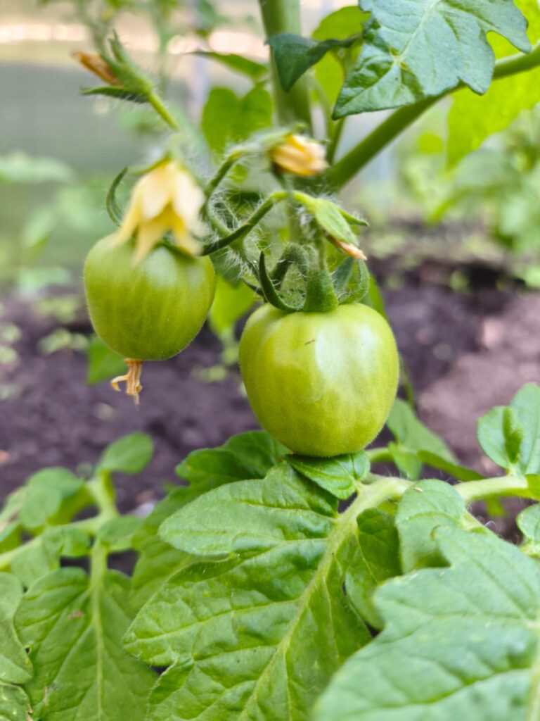 Pirmdiena – Pirmā soļa un zinātkāres diena