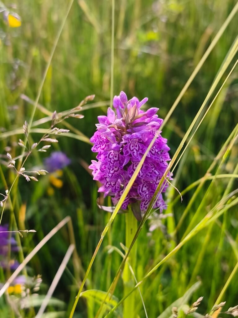 Pirmdiena – Prasmju un radīšanas diena