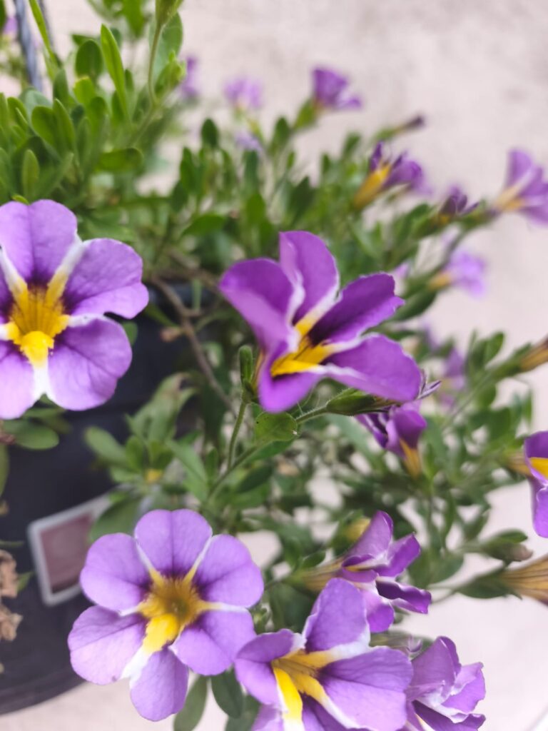 Pirmdiena – Atbrīvošanās un patiesības diena