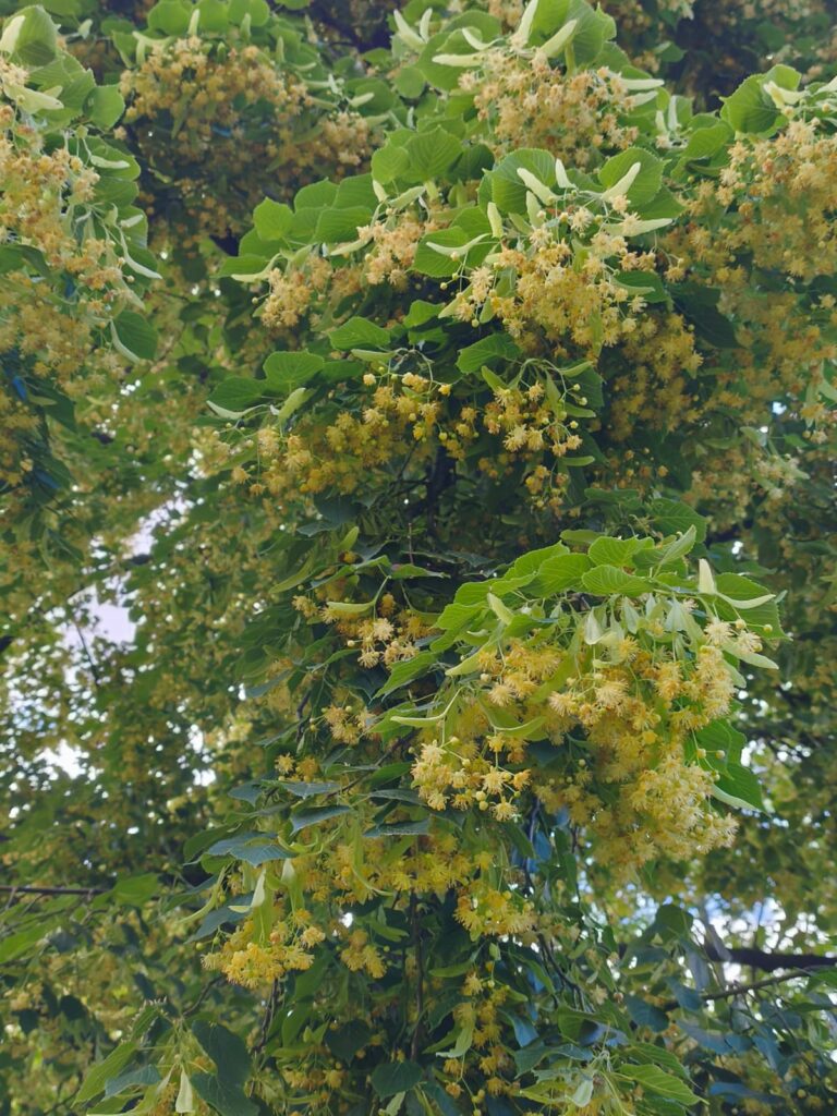 Trešdiena – Atbildības un nobriedušu lēmumu diena