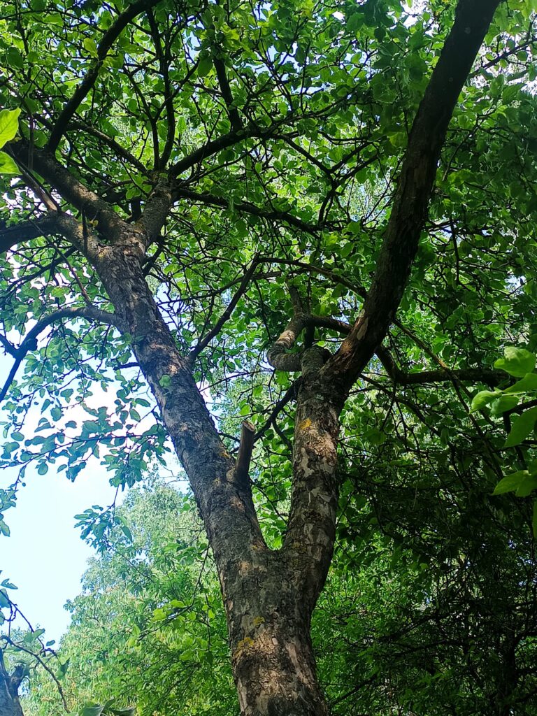 Trešdiena – Pabeigšanas un uzticēšanās diena