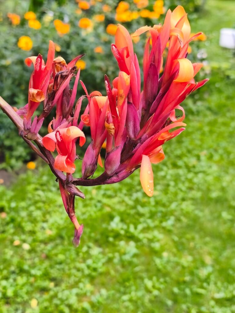 gada 6. septembris — svētdiena, Saules diena